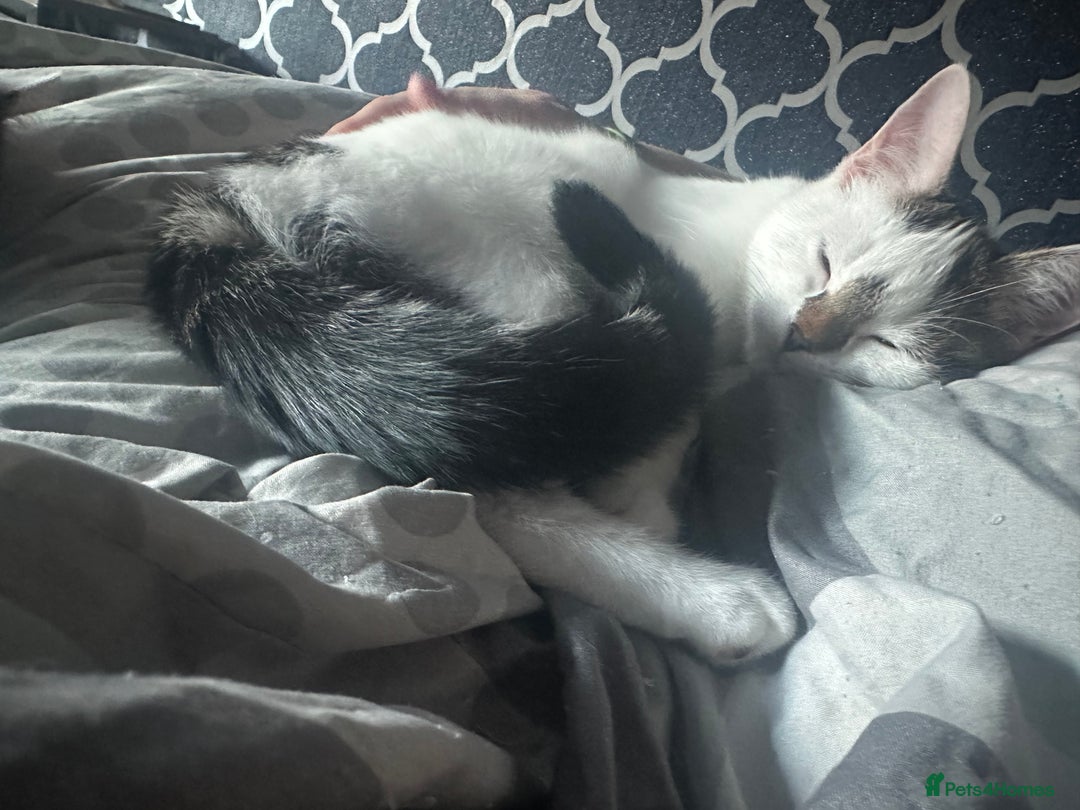 Mixed Breed cats for sale: Milo & willow  - Image 7