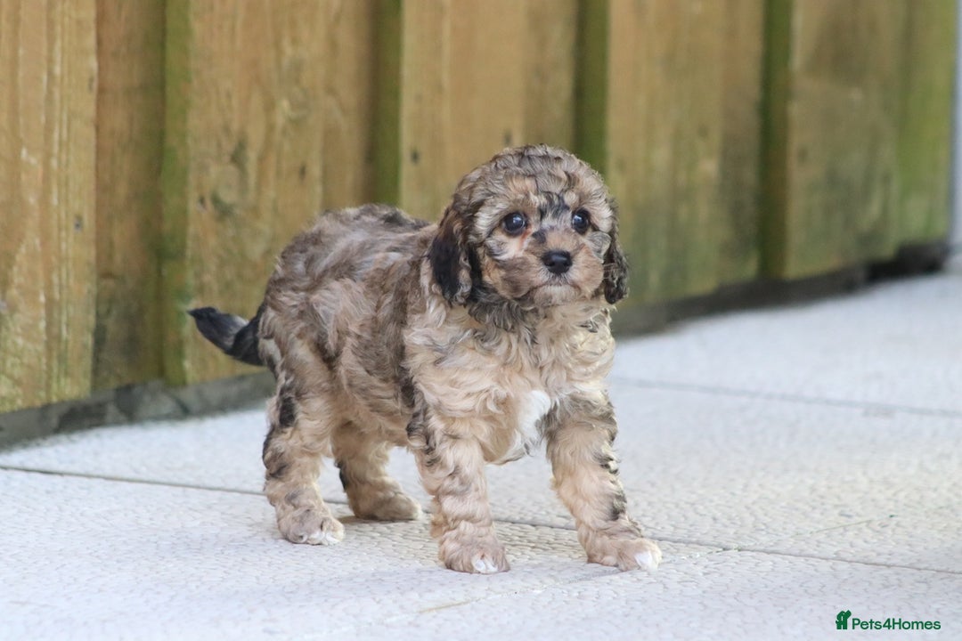 Cockapoo dogs for sale: Cockapoo puppies for sale!  - Advert 3