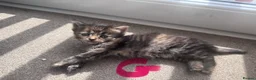 Mixed Breed cats for sale: Mixed litter  - Advert 4