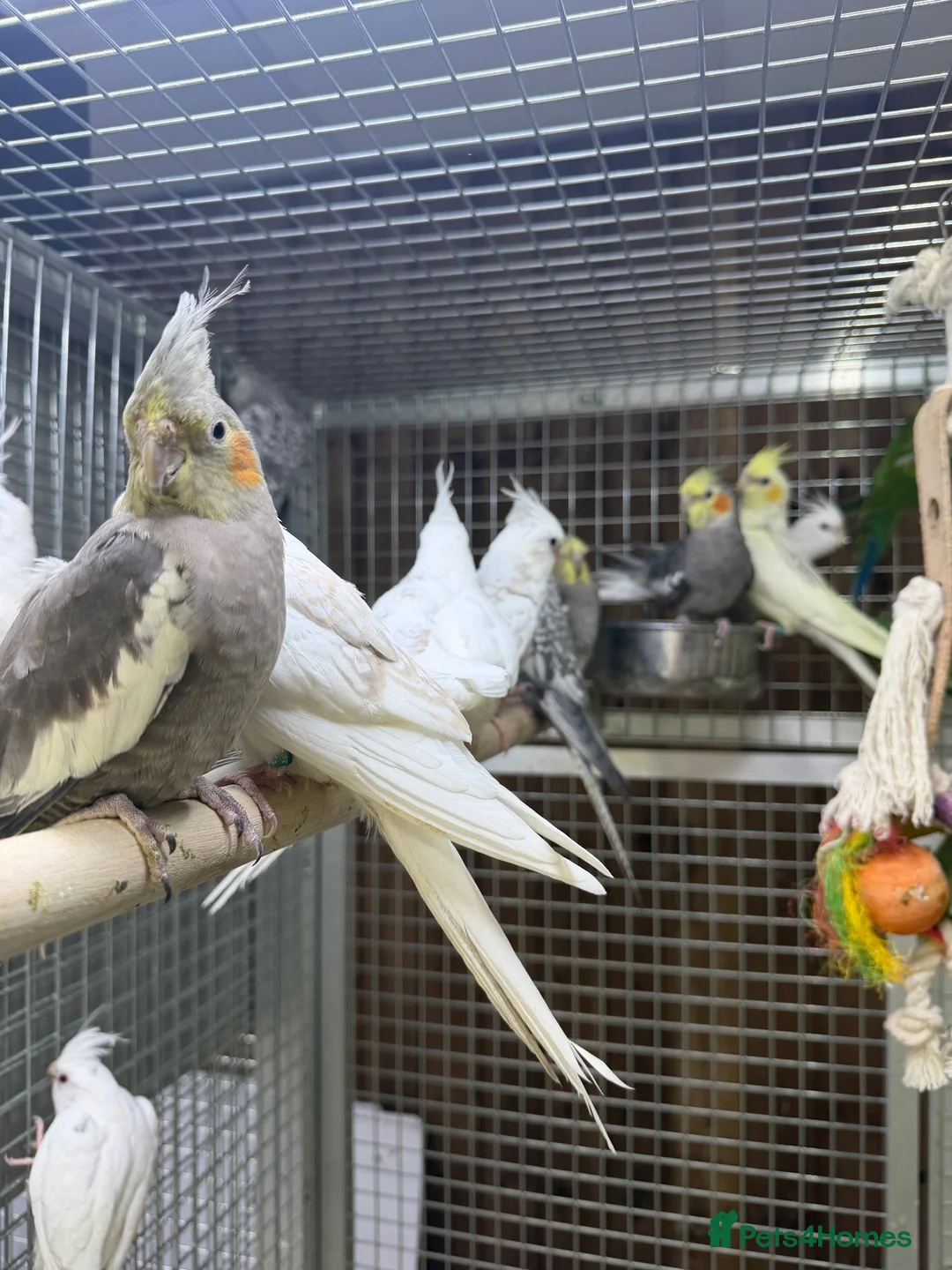 Mixed Breed birds for sale: Baby cocktails  - Advert 4