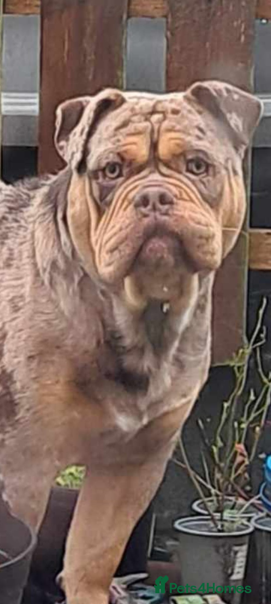 Olde English Bulldogge dogs for stud: Olde english bulldogge  - Advert 9