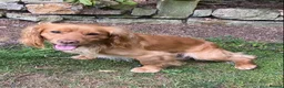 Cocker Spaniel dogs for stud: Beautiful Golden Cocker Spaniel - Advert 2