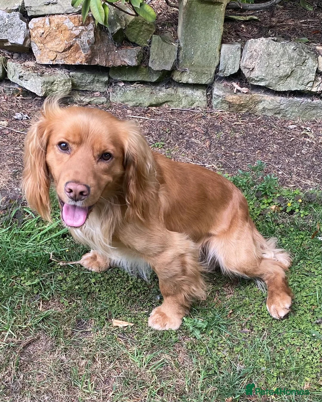 Cocker Spaniel dogs for stud: Beautiful Golden Cocker Spaniel - Advert 2