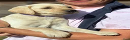 Labrador Retriever dogs for sale: 🐾 READY NOW🐾 FTCH Labrador Puppies - Advert 11