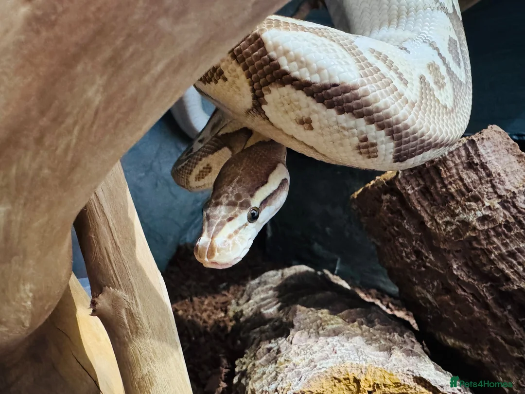 Python Snake reptiles for sale: 3 year old mahavi orange dream bull python  in Hemel Hempstead - Advert 1