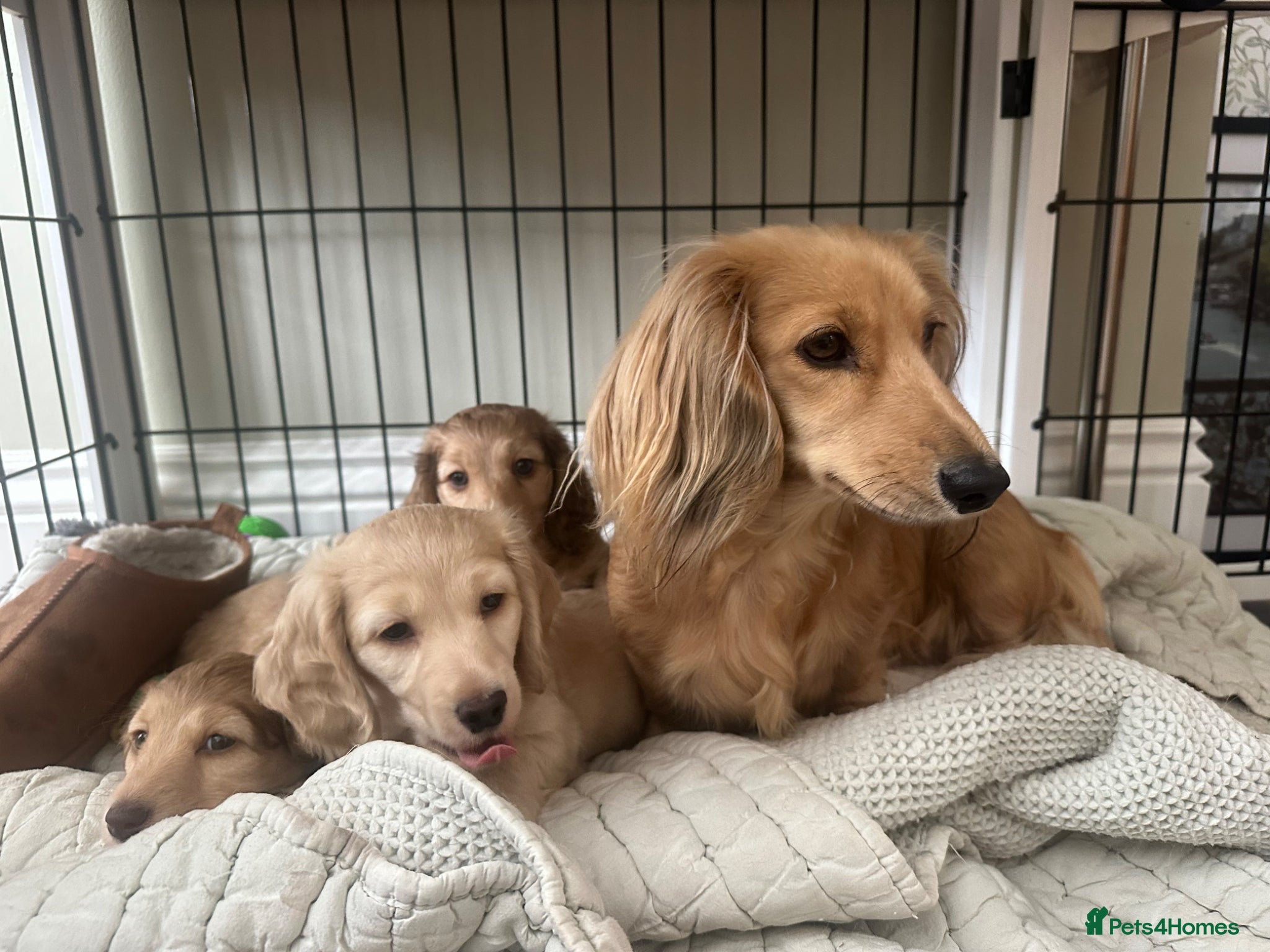Dachshund dogs Cream longhair miniature dachshund  - Advert 2