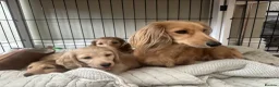 Dachshund dogs for sale: Cream longhair miniature dachshund  - Advert 2