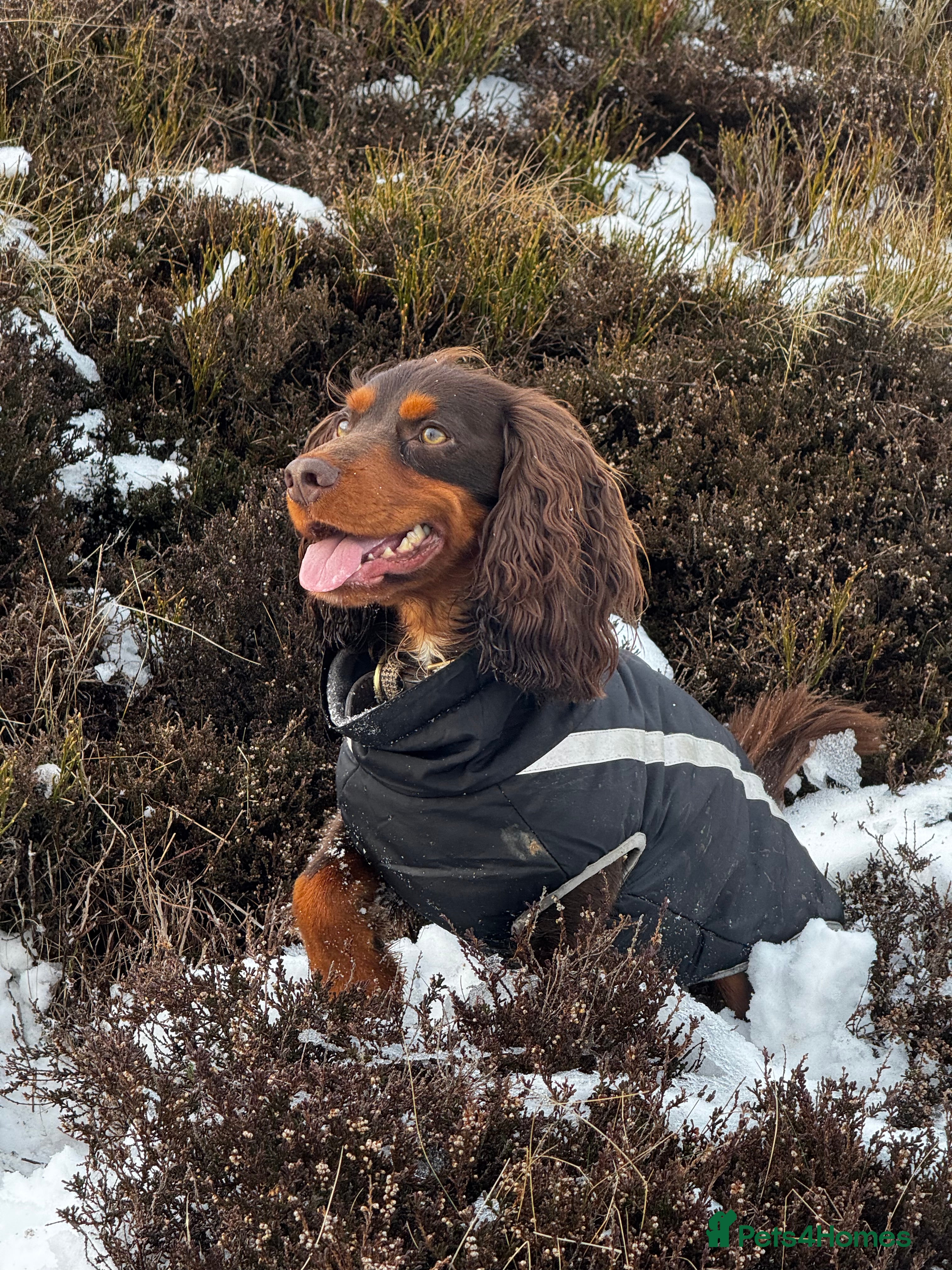 Cocker Spaniel dogs Working Cocker Spaniel - Advert 1