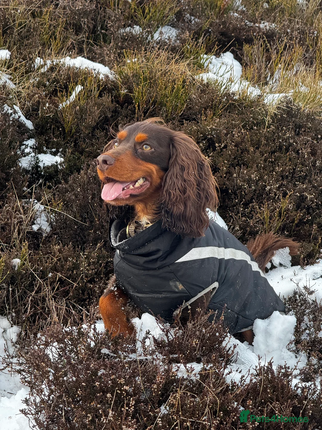 Cocker Spaniel dogs for sale: Working Cocker Spaniel in Lincoln - Advert 1