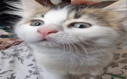 Persian cats for sale: Persian kitten for sale. - Image 3