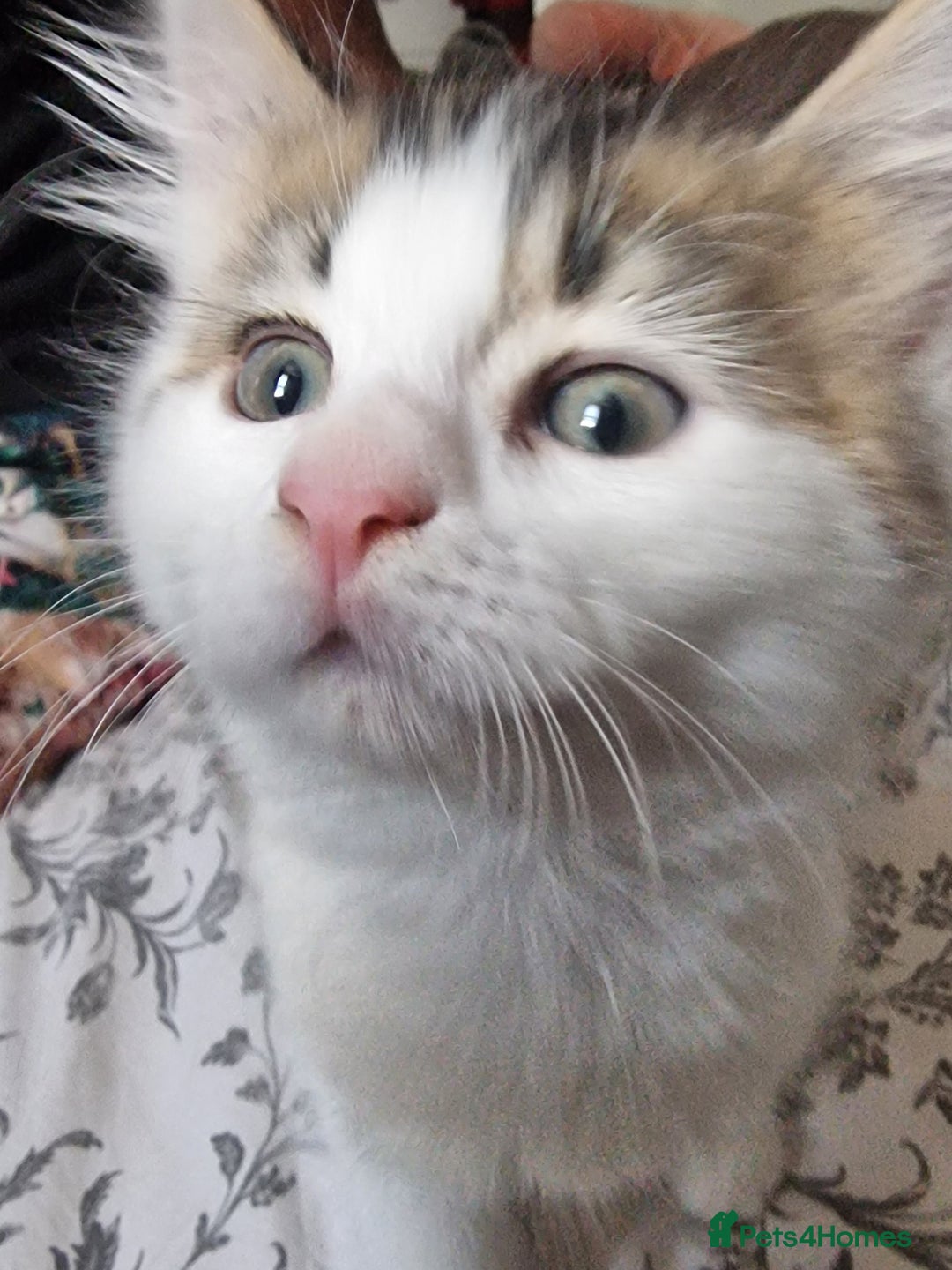 Persian cats for sale: Persian kitten for sale. - Image 3