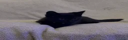 Mixed Breed cats for sale: 2 loving kittens needing forever homes - Advert 8