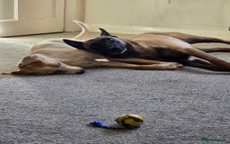 Belgian Shepherd Dog dogs for sale: Calm, loving Athena - Image 16