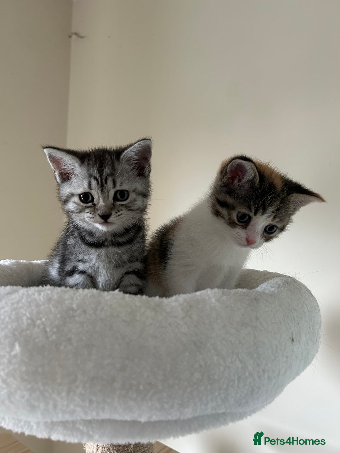 Mixed Breed cats for sale: Beautiful British Short Hair x Tabby Kittens ❤️ - Image 13