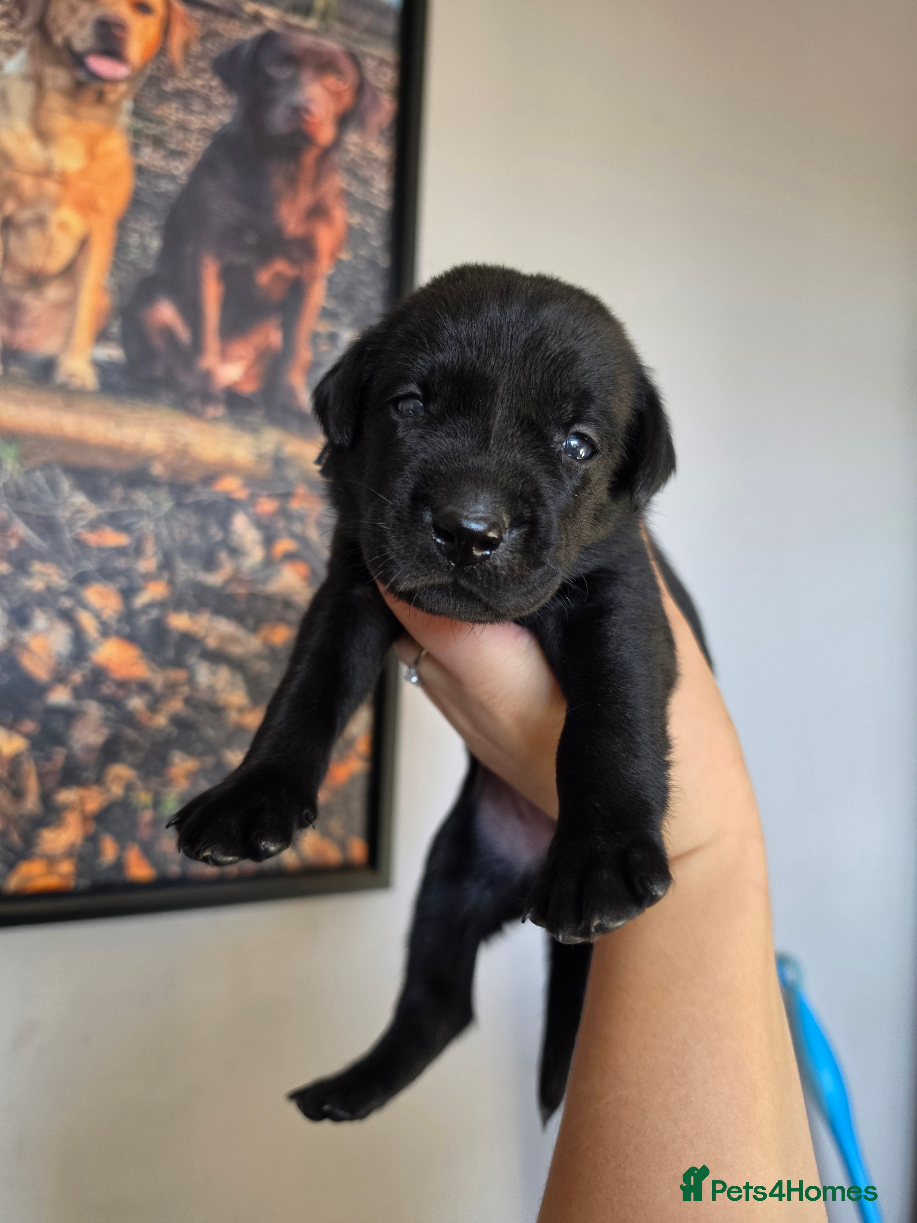 Labrador Retriever dogs 🖤Labrador puppies💛 - Advert 2