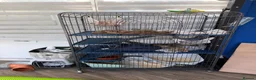 Ferret rodents for sale: Baby boy ferrets  - Advert 3