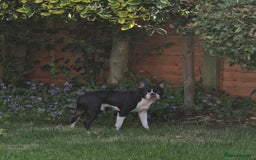 Boston Terrier dogs for stud: BOSTON TERRIER STUD in Lytham Saint Annes - Image 3