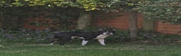 Boston Terrier dogs for stud: BOSTON TERRIER STUD in Lytham Saint Annes - Advert 3