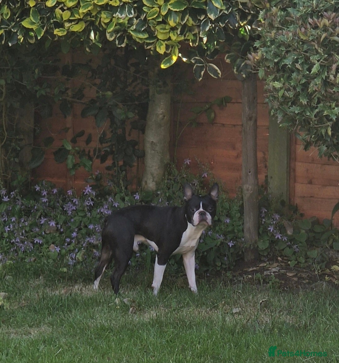 Boston Terrier dogs for stud: BOSTON TERRIER STUD in Lytham Saint Annes - Image 3