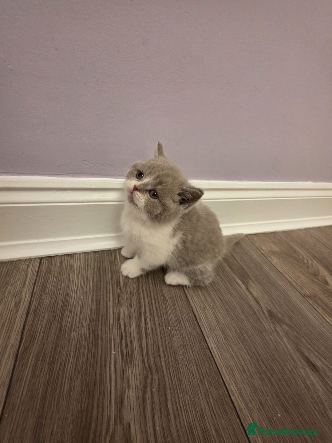 British Shorthair cats for sale: British shorthair - Advert 21