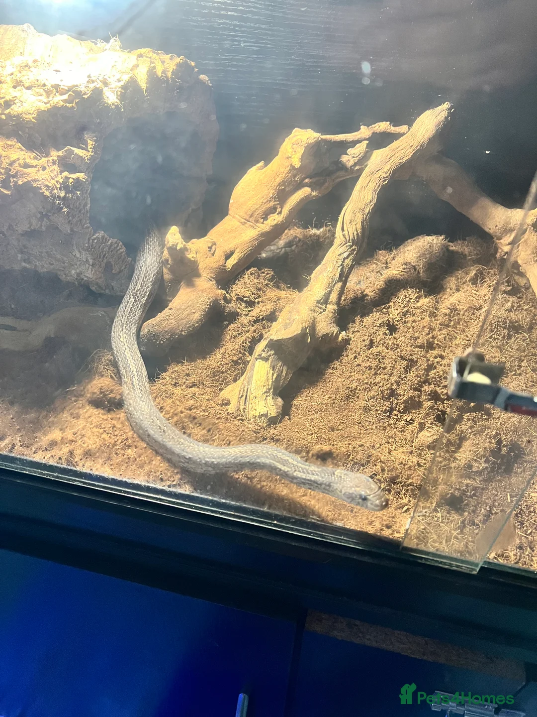 Corn Snake reptiles for sale: Rare morph corn snake - Advert 5