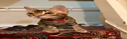 Bengal cats for sale: ❤️⭐️ Exceptional Bengal Male ⭐️❤️ - Advert 4