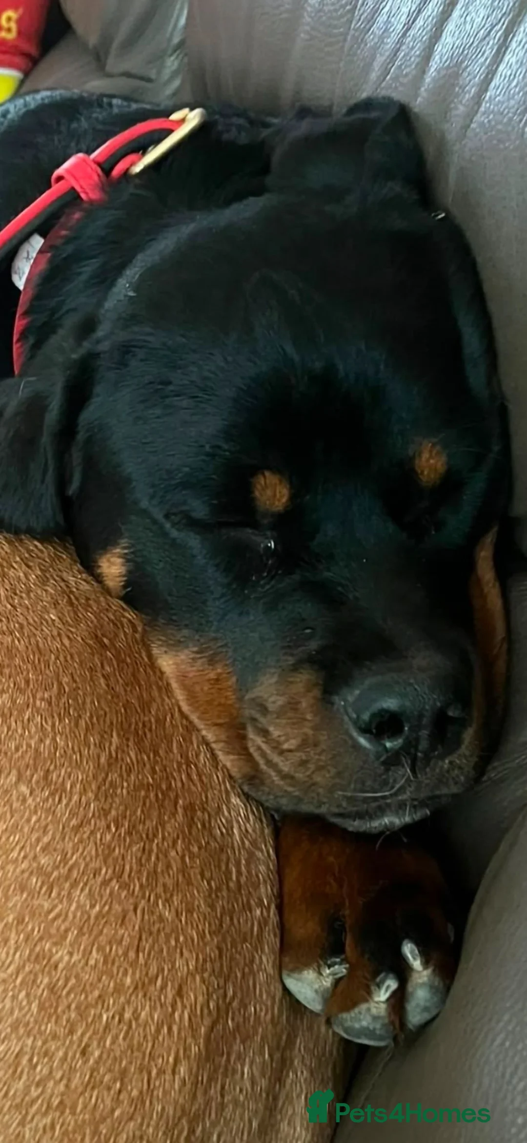 Rottweiler dogs for sale: 6 month old female rotty - Advert 2