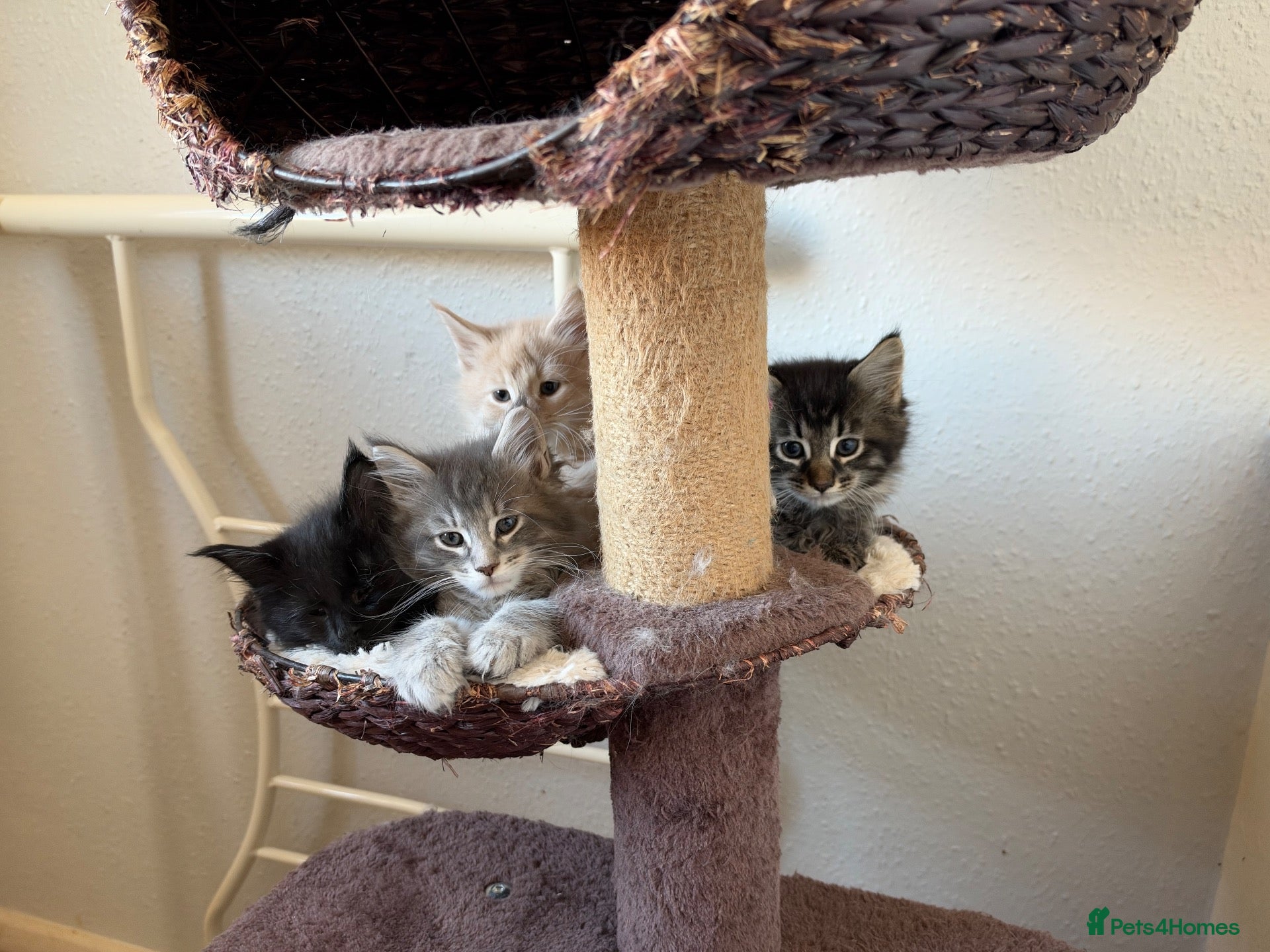 Maine Coon cats for sale: 4 beautiful and playful Maine Coon kittens - Advert 4