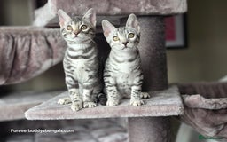 Bengal cats for sale: Bengal Kitten 2 - Outstanding Silver Rosetted Tica Bengal Kittens  - Image 7