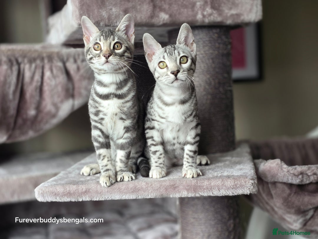 Bengal cats for sale: Bengal Kitten 2 - Outstanding Silver Rosetted Tica Bengal Kittens  - Image 7