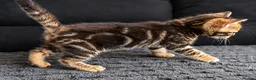 Bengal cats for sale: Unique Bloodline Bengals Tica Reg - Advert 14