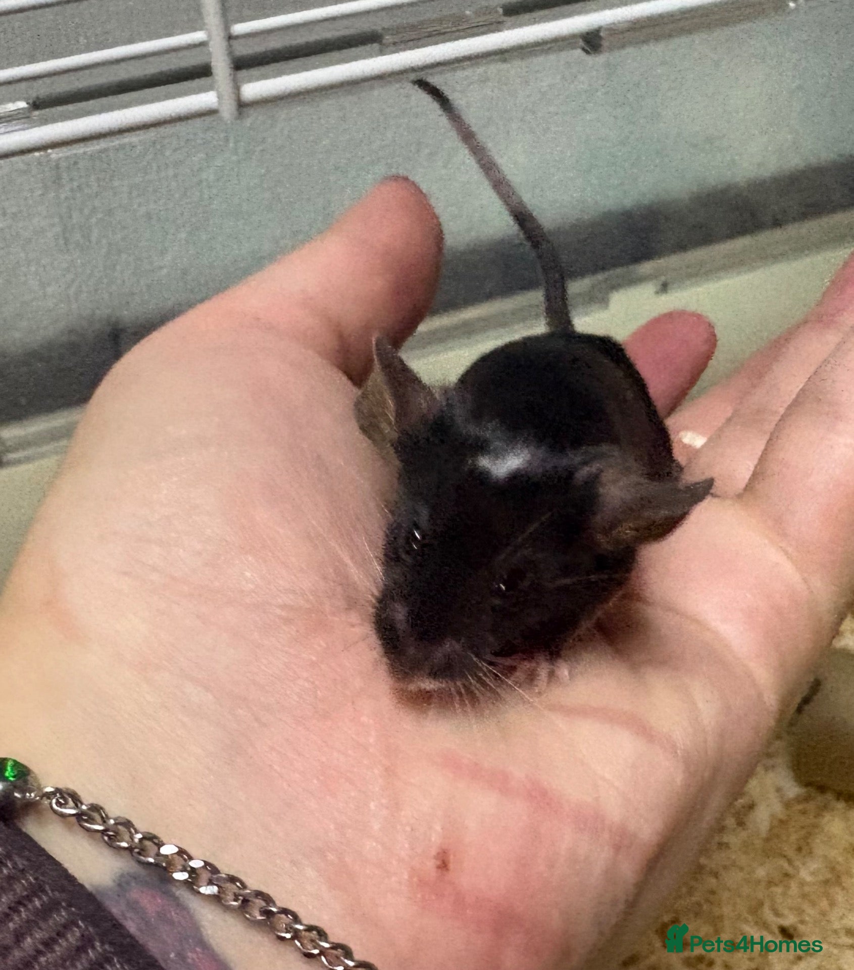 Mouse rodents Friendly baby male with full set up  - Advert 12