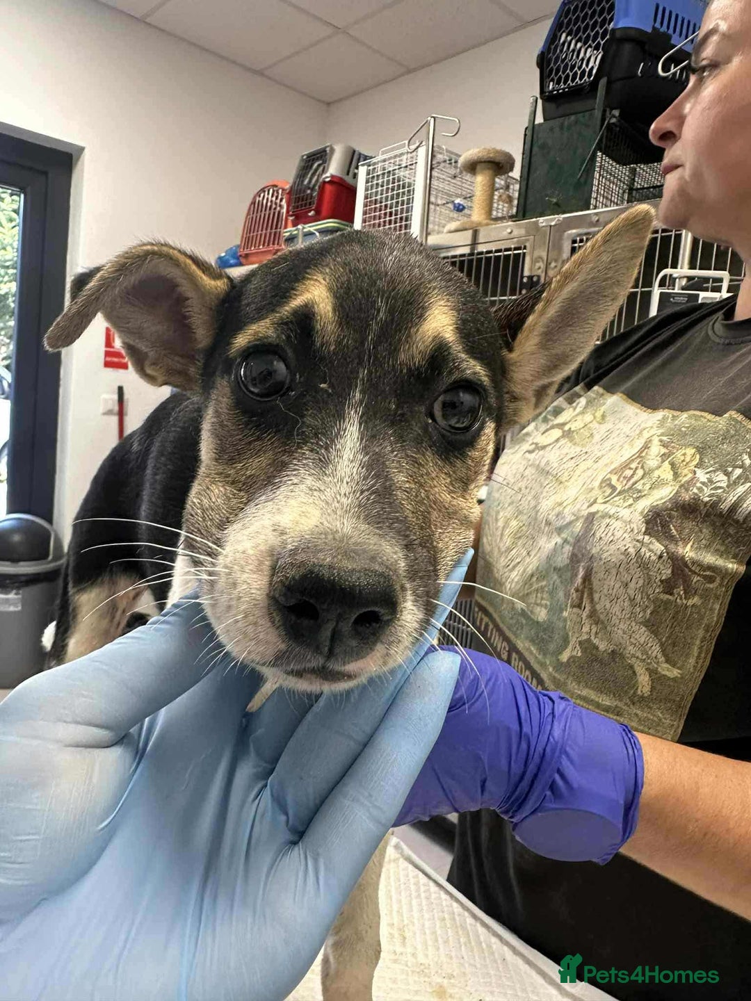 Mixed Breed dogs for adoption: 🍶Milkshake🍶 needs a home!  - Image 12
