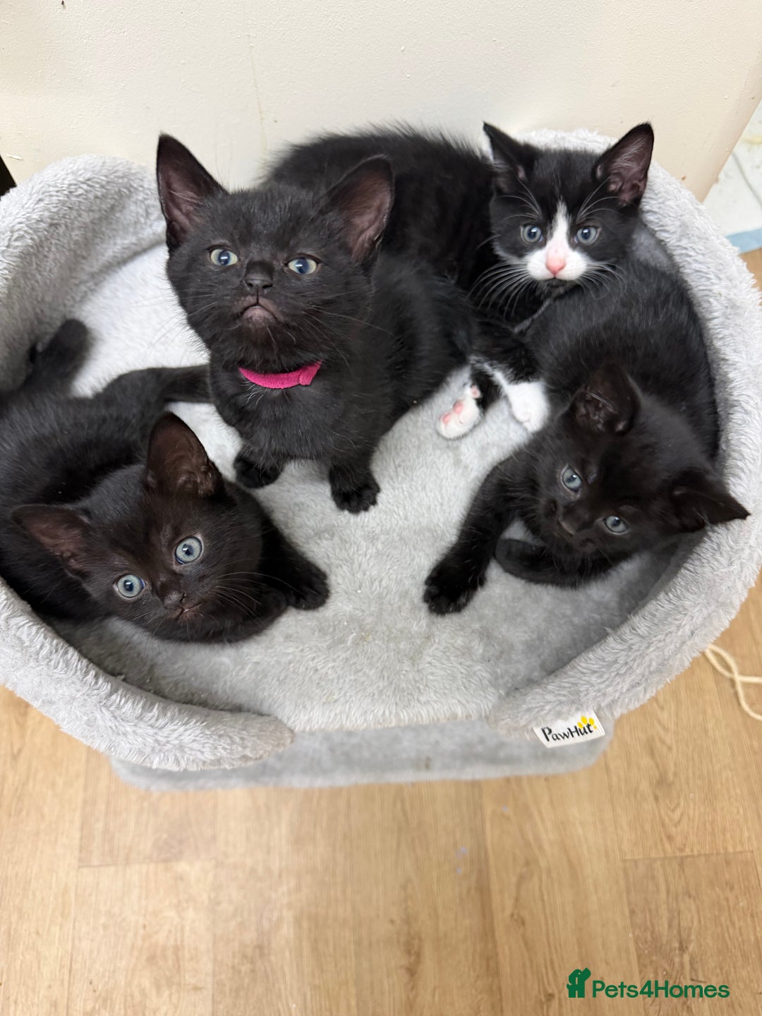 Mixed Breed cats for sale: Kittens for sale  - Advert 1