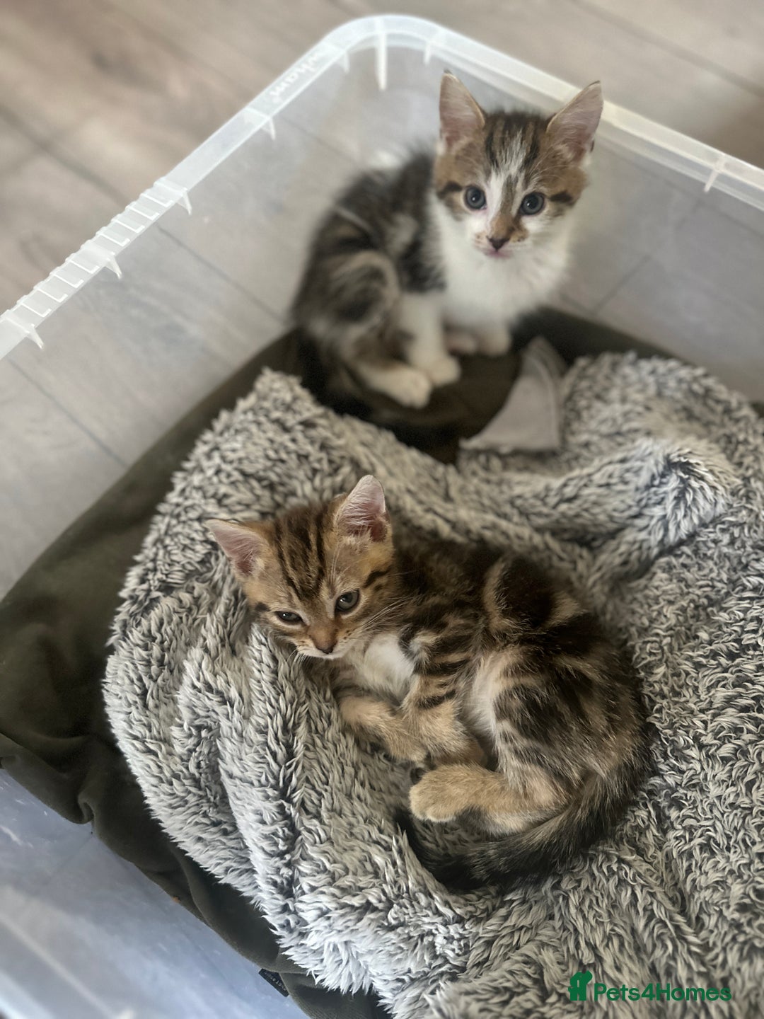 Mixed Breed cats for sale: 3 beautiful tabby’s - Image 5