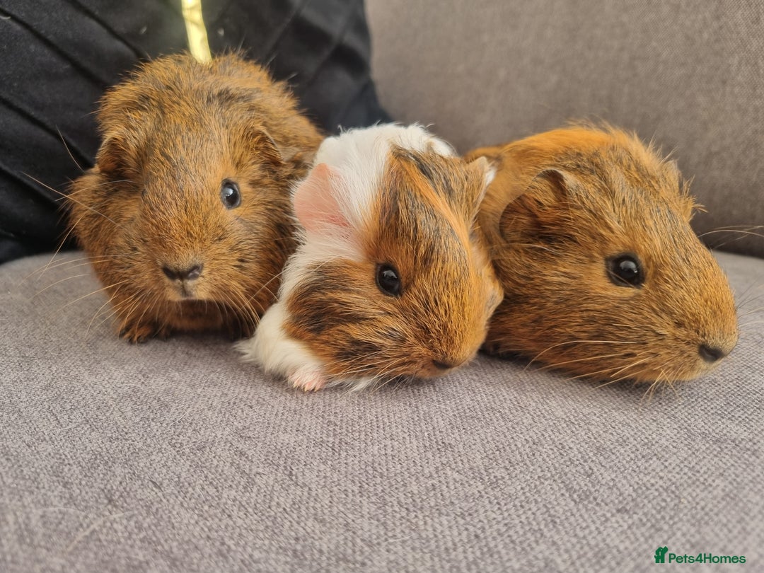 Guinea Pig rodents for sale: Guinea pigs for sale £25 each  - Image 2