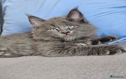 Maine Coon cats for sale: 🔥*Stunning Litter of 8💎Solid Blue Maine Coon*🔥  - Image 13