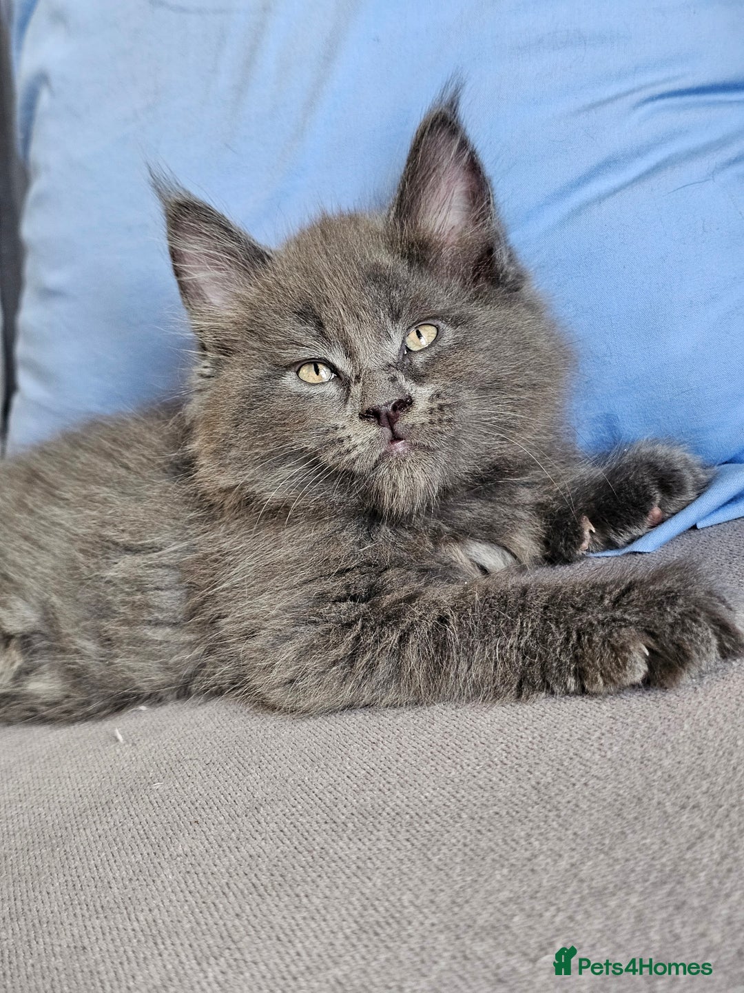 Maine Coon cats for sale: 🔥*Stunning Litter of 8💎Solid Blue Maine Coon*🔥  - Image 13