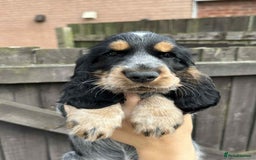 Cocker Spaniel dogs for sale: Beautiful Cocker spaniel puppies  - Image 3