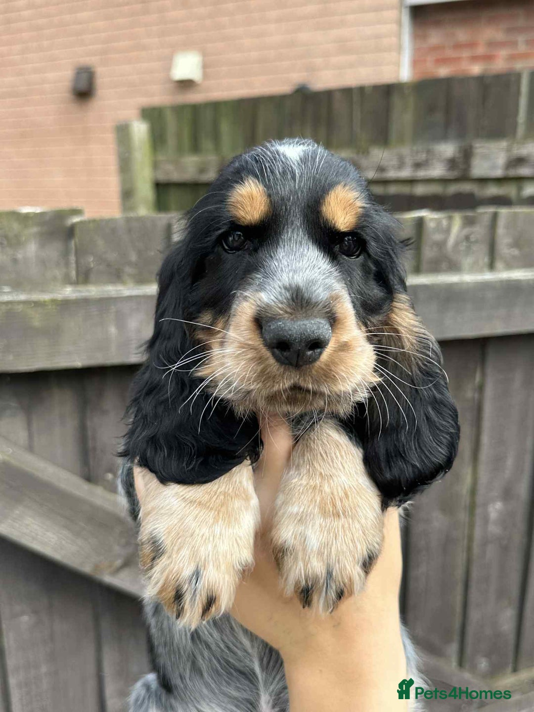 Cocker Spaniel dogs for sale: Beautiful Cocker spaniel puppies  - Image 3