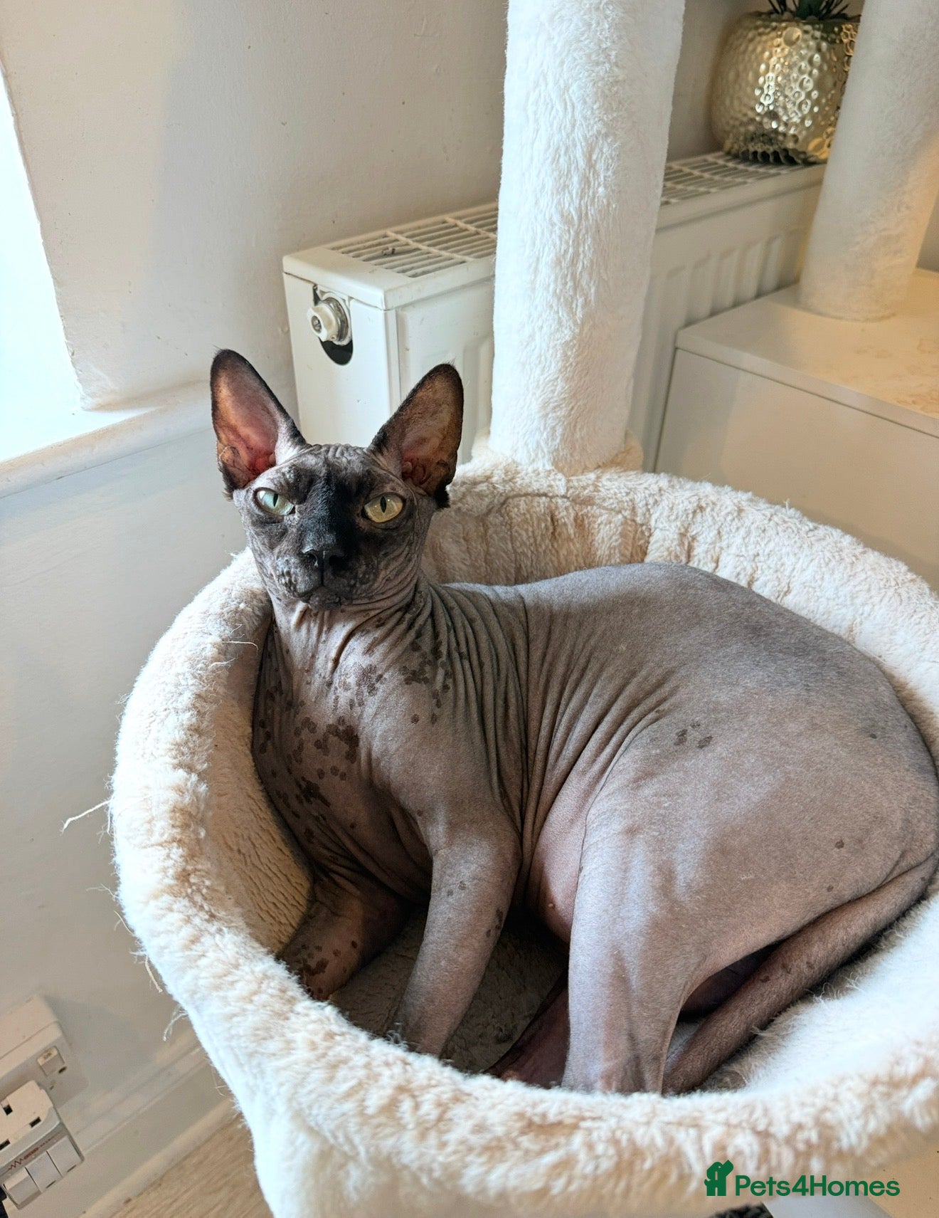 Sphynx cats Male Sphynx looking for new home  - Advert 2