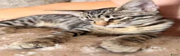 Savannah cats for sale: Ready to leave f4 kitten  - Advert 6