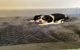Cavalier King Charles Spaniel dogs for sale: Cavalier King Charles puppies  - Image 6