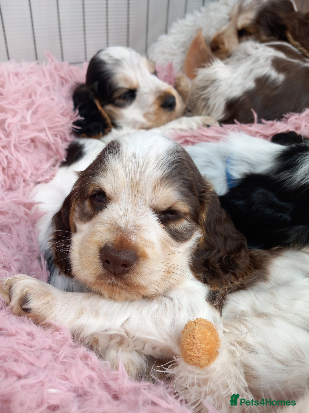 Cocker Spaniel dogs for sale: Stunning Show cocker spaniel puppies Health tested - Image 15