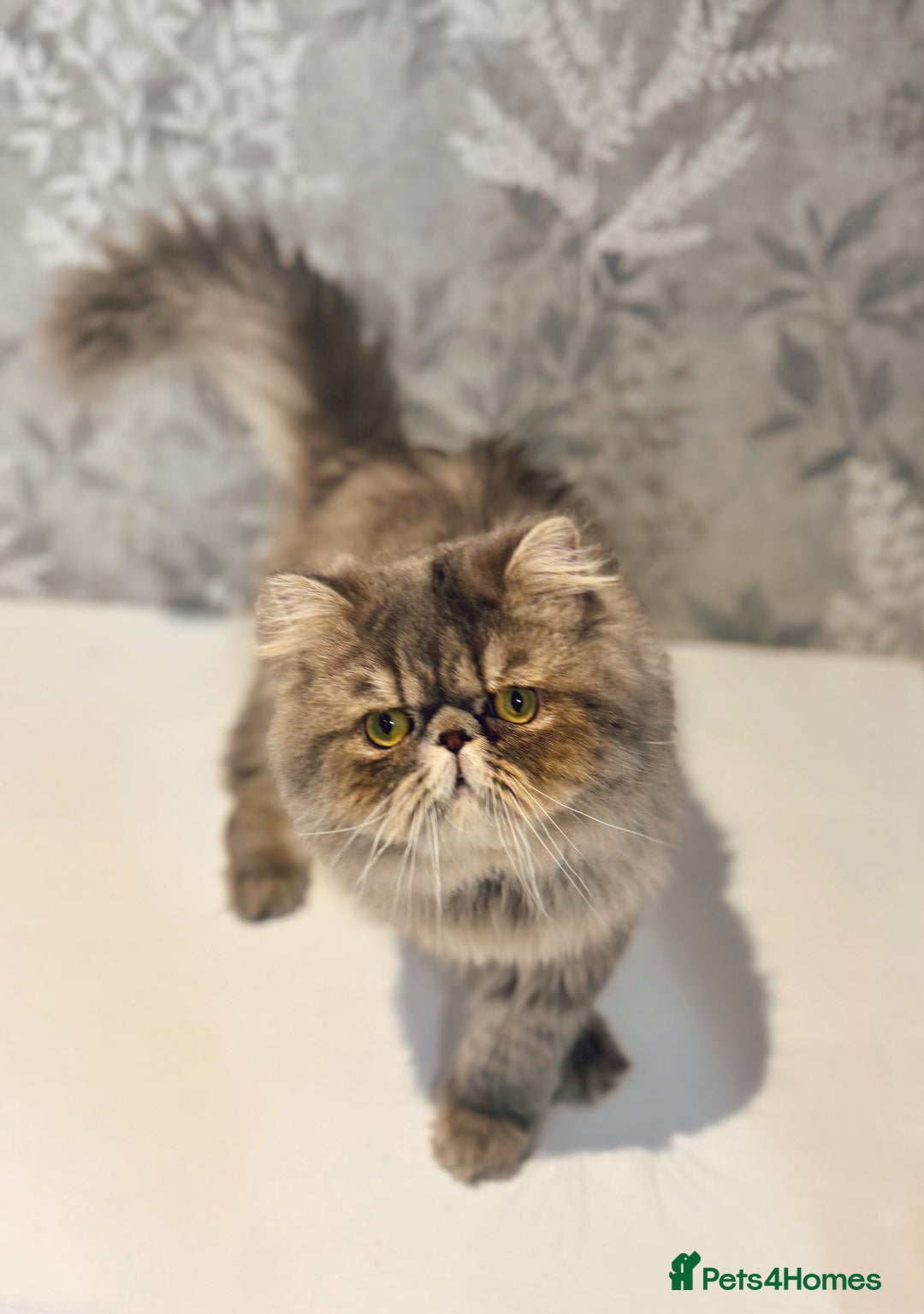 Persian cats for sale: Pure Breed Doll Faced Persian Kittens –Home Raised - Advert 9