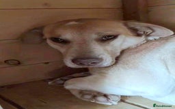 Mixed Breed dogs for adoption: 🐾Luna– small Labrador-type looking for love🐾 - Image 4