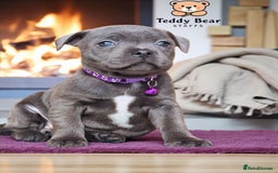 Staffordshire Bull Terrier dogs for sale: ULTIMATE VALGO BREEDING, WAITING LIST NOW OPEN  - Image 1