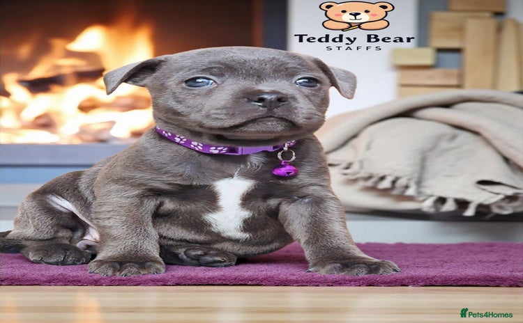 Staffordshire Bull Terrier dogs - Advert 1