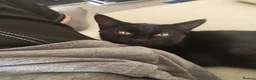 Domestic Shorthair cats for sale: Bonded pair of indoor girl cats - together only - Advert 17