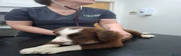 Border Collie dogs for sale: Brown Male Collie - Advert 4